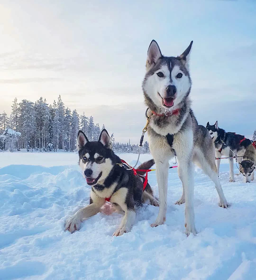 Husky dogs in the snow